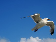 天空中飞翔的海鸥精美图片