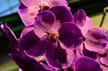 紫色蝴蝶兰微距摄影图高清图