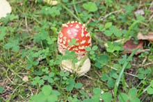 鲜红色毒蘑菇高清高清图