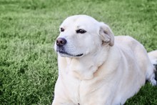 白色拉布拉多狗狗高清图