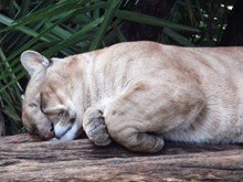 睡觉中的母狮子高清图片