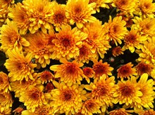 黄色菊花花朵高清图片
