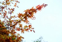 红色枫叶淡雅背景图片素材