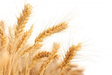 成熟小麦白色背景图片素材