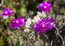 漂亮的紫色花朵高清图片