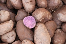 紫色的土豆图片素材