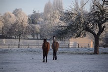 冬季马场马匹图片下载