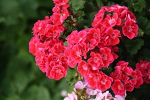 红色鲜花盆栽高清图片