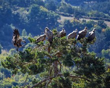 树上栖息兀鹫群图片