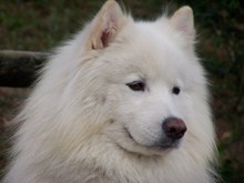 纯白狗狗头像图片下载