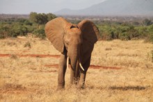 草地上行走的大象精美图片