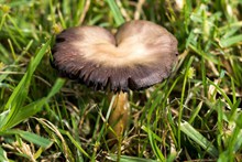 草地黑蘑菇精美图片