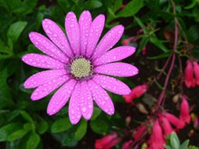 雨后粉色雏菊花精美图片