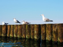 篱笆上休憩的海鸥精美图片