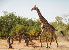 非洲野生长颈鹿高清图片
