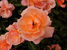 浪漫橙色玫瑰花精美图片
