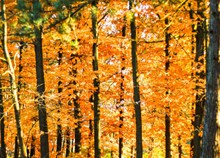 秋天金黄树林高清图片大全