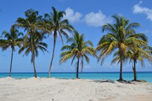 桑迪海滩棕榈树高清图片