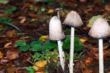 秋季白蘑菇图片大全