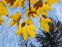 秋天泛黄树叶图片下载