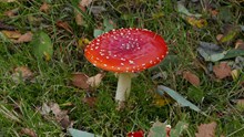 漂亮红蘑菇图片素材