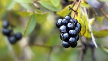 野生黑莓果精美图片