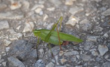 绿色蝗虫摄影高清图片
