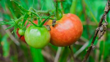 健康新鲜西红柿图片下载