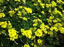 黄色自然花朵精美图片