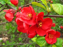 春天鲜红樱花 高清图