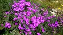 灌木丛紫色花朵 高清图
