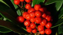 红色浆果观赏高清图片