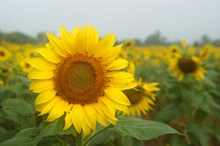 黄色大朵向日葵图片素材