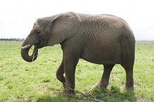 南非大象摄影精美图片