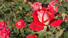 夏季红色玫瑰花图片