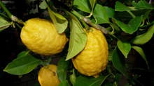 新鲜黄柠檬高清图片
