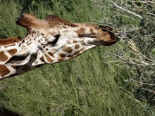 野生长颈鹿进食图片素材
