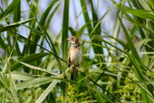 芦苇丛中的小鸟图片素材
