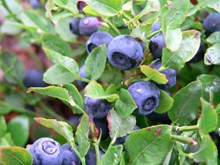蓝莓树上的蓝莓高清图