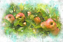 苹果油画高清图