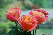 粉红色玫瑰花鲜花精美图片