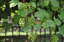 未成熟绿色葡萄高清图片