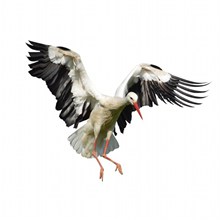 白鹤飞翔素材精美图片
