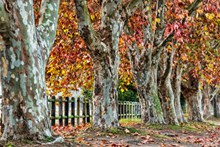 秋天的梧桐树图片素材