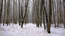 冬天树林高清图片