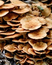 东北野生蘑菇精美图片