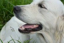 高清白色金毛犬图片素材