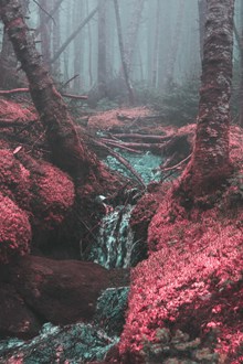 迷雾森林溪流精美图片