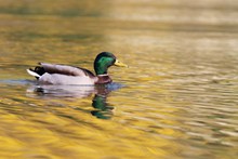 游水的绿头鸭高清图片