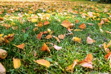 秋天落叶伤感高清图片
